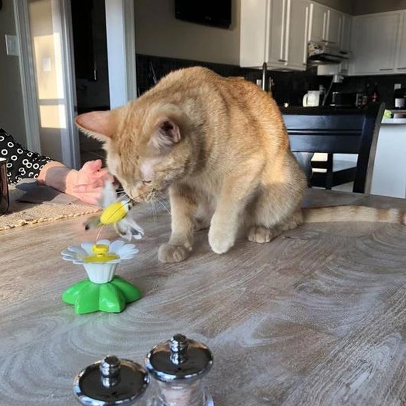 Interactief vogelspeelgoed voor katten