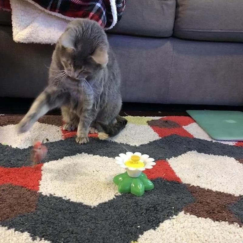 Interactief vogelspeelgoed voor katten